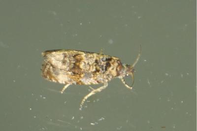 <i>Endothenia</i>