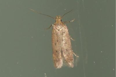 <i>Bryotropha terrella</i>