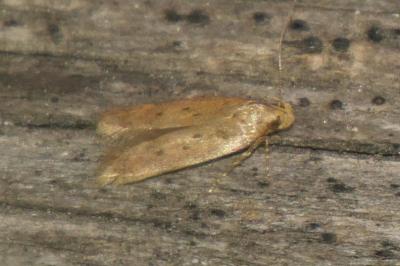 <i>Bryotropha terrella</i>