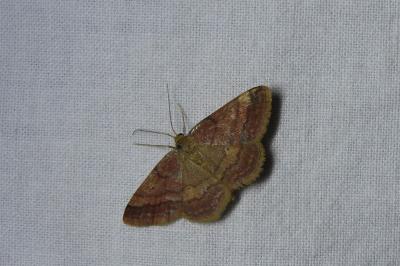 <i>Scopula rubiginata</i>