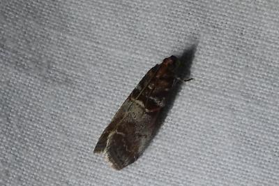 <i>Acrobasis advenella</i>