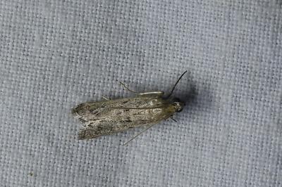 <i>Phycitodes</i>