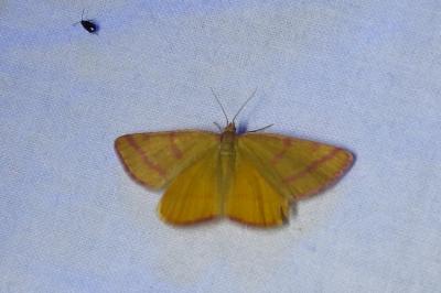 <i>Lythria purpuraria</i>