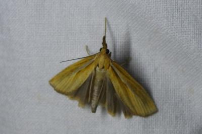 <i>Ancylolomia tentaculella</i>