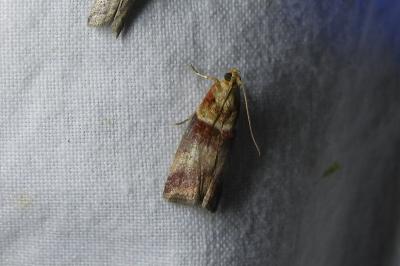 <i>Acrobasis tumidana</i>