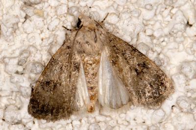 <i>Caradrina clavipalpis</i>