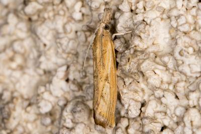 <i>Agriphila inquinatella</i>