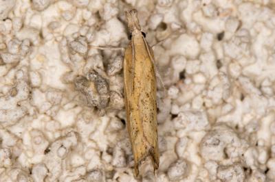 <i>Agriphila inquinatella</i>