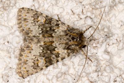 <i>Hecatera dysodea</i>