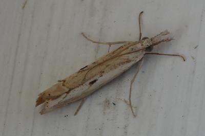 <i>Agriphila geniculea</i>