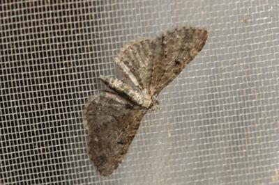 <i>Eupithecia virgaureata</i>