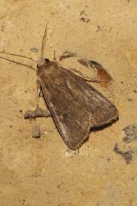 <i>Xestia xanthographa</i>