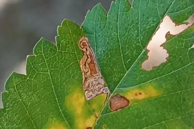 <i>Stigmella viscerella</i>
