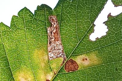 <i>Stigmella viscerella</i>