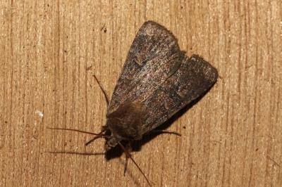 <i>Xestia xanthographa</i>