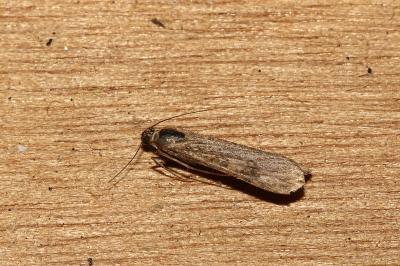 <i>Nomophila noctuella</i>