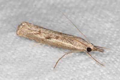 <i>Agriphila geniculea</i>
