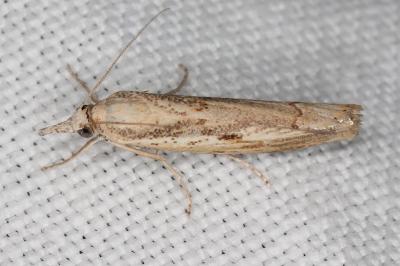 <i>Agriphila geniculea</i>