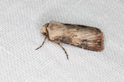 <i>Agrotis puta</i>