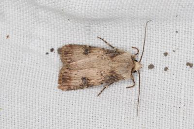<i>Agrotis puta</i>