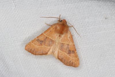 <i>Atethmia centrago</i>