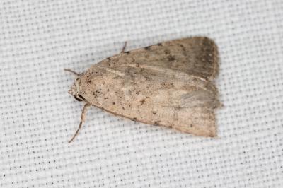 <i>Caradrina clavipalpis</i>