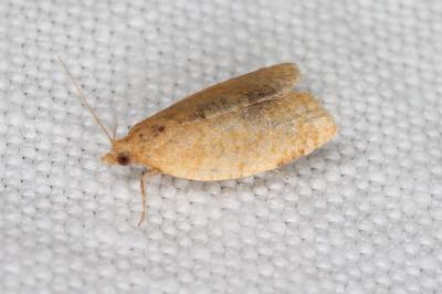 <i>Clepsis consimilana</i>