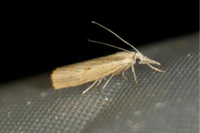 <i>Agriphila geniculea</i>