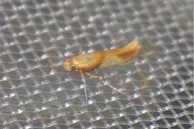 <i>Caloptilia</i>