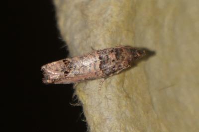 <i>Notocelia incarnatana</i>