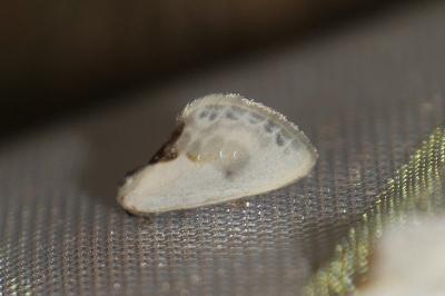 <i>Cilix glaucata</i>