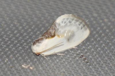 <i>Cilix glaucata</i>