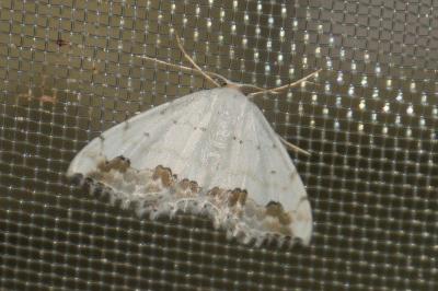 <i>Scopula ornata</i>