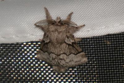 <i>Trichiura crataegi</i>