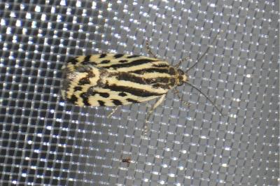 <i>Emmelia trabealis</i>