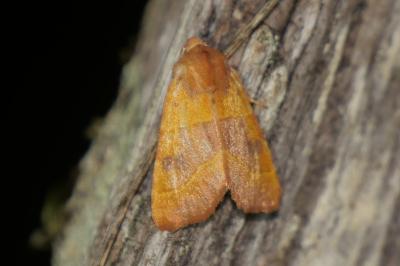 <i>Atethmia centrago</i>