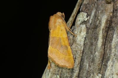 <i>Atethmia centrago</i>