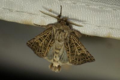 <i>Tholera decimalis</i>