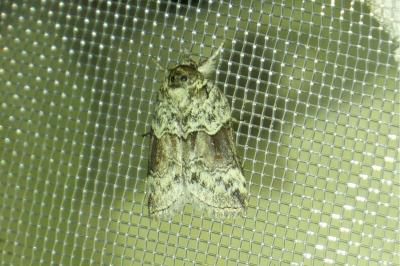 <i>Nycteola siculana</i>