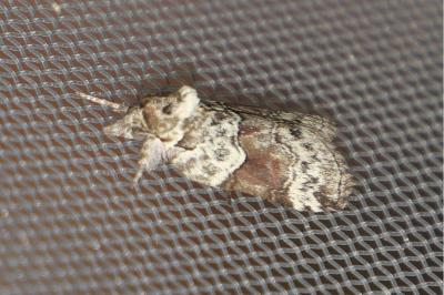 <i>Nycteola siculana</i>