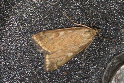 <i>Loxostege sticticalis</i>