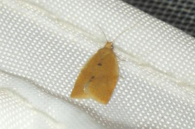 <i>Clepsis consimilana</i>