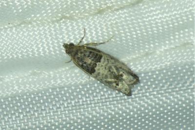 <i>Notocelia incarnatana</i>