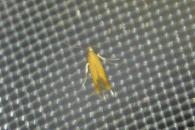 <i>Coptotriche marginea</i>