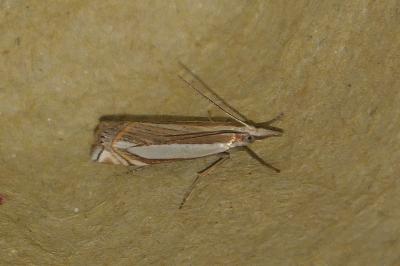 <i>Crambus pascuella</i>