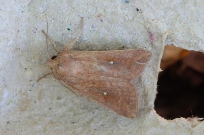 <i>Mythimna unipuncta</i>