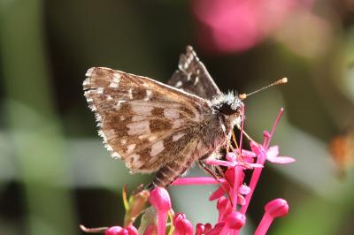 <i>Pyrgus armoricanus</i>