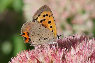 <i>Lycaena phlaeas</i>