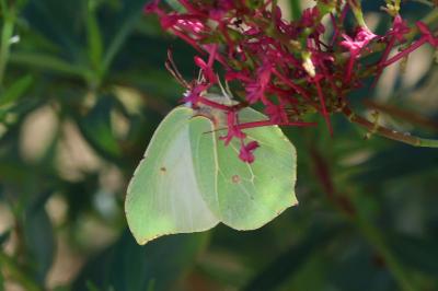 <i>Gonepteryx rhamni</i>
