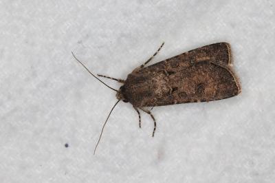 <i>Agrotis segetum</i>